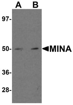 Invitrogen MINA53 Polyclonal Antibody 100 &mu;g; Unconjugated:Antibodies,