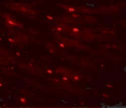 CAZIP Polyclonal Antibody:Antibodies, Polyclonal