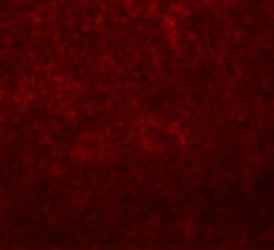 Invitrogen SLC37A2 Polyclonal Antibody 100 μg; Unconjugated:Antibodies,