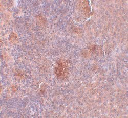 Invitrogen SLC37A2 Polyclonal Antibody 100 μg; Unconjugated:Antibodies,