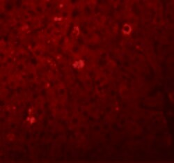 Invitrogen LYRM1 Polyclonal Antibody 100 &mu;g; Unconjugated:Antibodies,