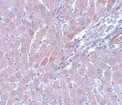 Invitrogen LYRM1 Polyclonal Antibody 100 &mu;g; Unconjugated:Antibodies,