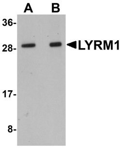 Invitrogen LYRM1 Polyclonal Antibody 100 &mu;g; Unconjugated:Antibodies,