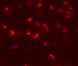 MAEL Polyclonal Antibody 100 &mu;g | Buy Online | Invitrogen | Fisher Scientific