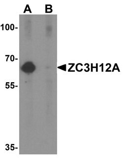 Invitrogen ZC3H12A Polyclonal Antibody 100 &mu;g; Unconjugated:Antibodies,