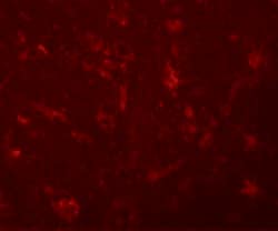 Invitrogen ZC3H12C Polyclonal Antibody 100 &mu;g; Unconjugated:Antibodies,