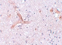Invitrogen ZC3H12C Polyclonal Antibody 100 &mu;g; Unconjugated:Antibodies,