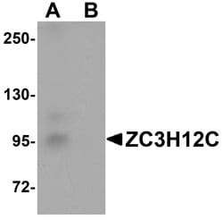 Invitrogen ZC3H12C Polyclonal Antibody 100 &mu;g; Unconjugated:Antibodies,