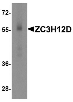 Invitrogen ZC3H12D Polyclonal Antibody 100 &mu;g; Unconjugated:Antibodies,