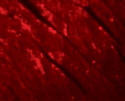 Invitrogen TMEM184C Polyclonal Antibody 100 &mu;g; Unconjugated:Antibodies