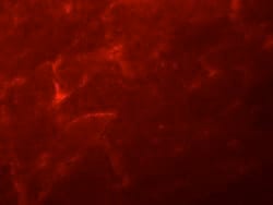 ADAMTSL5 Polyclonal Antibody, Invitrogen 100 &mu;g; Unconjugated:Antibodies