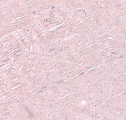 ADAMTSL5 Polyclonal Antibody, Invitrogen 100 &mu;g; Unconjugated:Antibodies