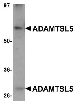 ADAMTSL5 Polyclonal Antibody, Invitrogen 100 &mu;g; Unconjugated:Antibodies
