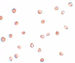 Invitrogen FAM82A1 Polyclonal Antibody 100 &mu;g; Unconjugated:Antibodies,