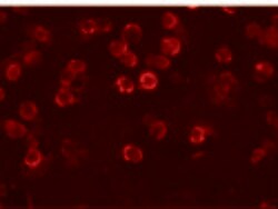 Invitrogen FAM82A1 Polyclonal Antibody 100 &mu;g; Unconjugated:Antibodies,