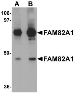 Invitrogen FAM82A1 Polyclonal Antibody 100 &mu;g; Unconjugated:Antibodies,