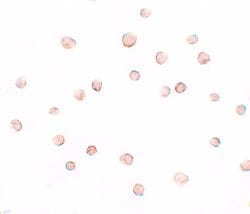 Invitrogen DCAF12 Polyclonal Antibody 100 &mu;g; Unconjugated:Antibodies,