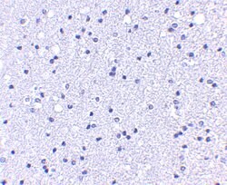 Invitrogen APC1 Polyclonal Antibody 100 &mu;g; Unconjugated:Antibodies,