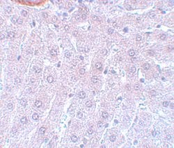 Invitrogen Cdc27 Polyclonal Antibody 100 &mu;g; Unconjugated:Antibodies,