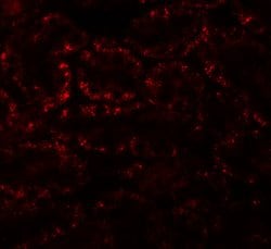 Invitrogen APC5 Polyclonal Antibody 100 &mu;g; Unconjugated:Antibodies,