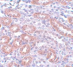 Invitrogen APC5 Polyclonal Antibody 100 &mu;g; Unconjugated:Antibodies,