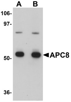 Invitrogen Cdc23 Polyclonal Antibody 100 &mu;g; Unconjugated:Antibodies