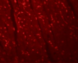 Invitrogen APC10 Polyclonal Antibody 100 &mu;g; Unconjugated:Antibodies,