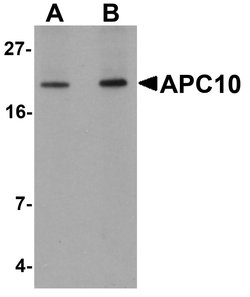 Invitrogen APC10 Polyclonal Antibody 100 &mu;g; Unconjugated:Antibodies,