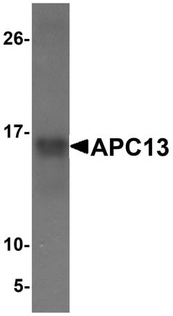 APC13 Polyclonal Antibody:Antibodies, Polyclonal