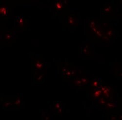 Invitrogen UBA2 Polyclonal Antibody 100 &mu;g | Buy Online | Invitrogen&trade; | Fisher Scientific