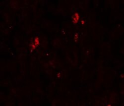 Invitrogen SUMO2/SUMO3 Polyclonal Antibody 100 &mu;g; Unconjugated:Antibodies,