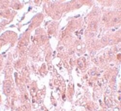 Invitrogen SUMO2/SUMO3 Polyclonal Antibody 100 &mu;g; Unconjugated:Antibodies,