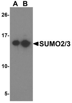 Invitrogen SUMO2/SUMO3 Polyclonal Antibody 100 &mu;g; Unconjugated:Antibodies,