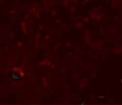 Invitrogen SUMO-3 Polyclonal Antibody 100 &mu;g | Buy Online | Invitrogen&trade; | Fisher Scientific