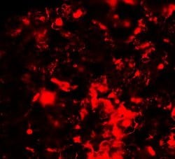 Invitrogen RNF8 Polyclonal Antibody 100 &mu;g; Unconjugated:Antibodies,