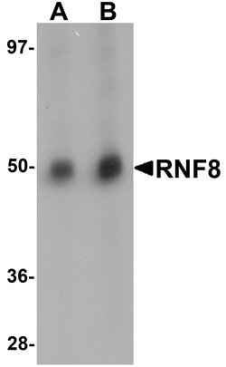 Invitrogen RNF8 Polyclonal Antibody 100 &mu;g; Unconjugated:Antibodies,