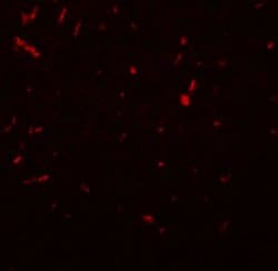 Invitrogen SIRT1 Polyclonal Antibody 100 &mu;g; Unconjugated:Antibodies,