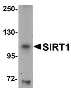 Invitrogen SIRT1 Polyclonal Antibody 100 &mu;g; Unconjugated:Antibodies,