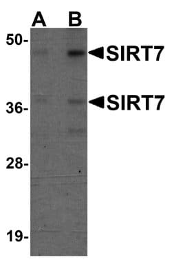 Invitrogen SIRT7 Polyclonal Antibody 100 &mu;g; Unconjugated:Antibodies,