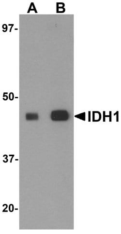 Invitrogen IDH1 Polyclonal Antibody 100 &mu;g | Buy Online | Invitrogen&trade; | Fisher Scientific