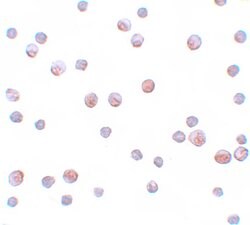 Invitrogen Gemin 2 Polyclonal Antibody 100 &mu;g | Buy Online | Invitrogen&trade; | Fisher Scientific