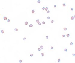 Invitrogen ZEB2 Polyclonal Antibody 100 &mu;g; Unconjugated:Antibodies,