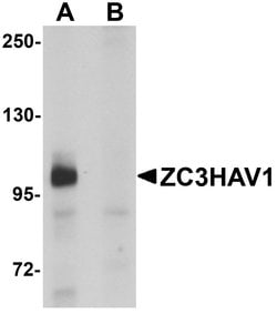 Invitrogen ZC3HAV1 Polyclonal Antibody 100 &mu;g; Unconjugated:Antibodies,