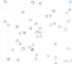 Invitrogen SCUBE2 Polyclonal Antibody 100 &mu;g; Unconjugated:Antibodies,
