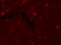Invitrogen SCUBE2 Polyclonal Antibody 100 &mu;g; Unconjugated:Antibodies,