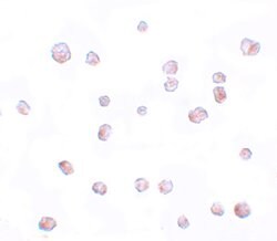 Invitrogen SCRN2 Polyclonal Antibody 100 &mu;g; Unconjugated:Antibodies,