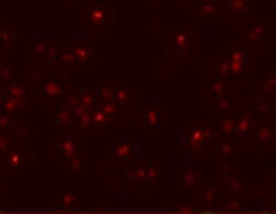 Invitrogen SCRN2 Polyclonal Antibody 100 &mu;g; Unconjugated:Antibodies,