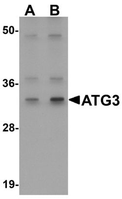 ATG3 Polyclonal Antibody:Antibodies