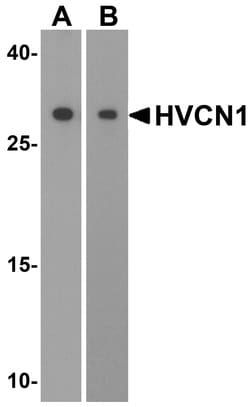 Invitrogen HVCN1 Polyclonal Antibody 100 &mu;g; Unconjugated:Anticuerpos