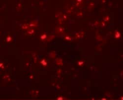 Invitrogen SH3RF2 Polyclonal Antibody 100 &mu;g; Unconjugated:Antibodies,